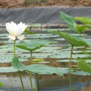 藕池探花在线视频观看膜